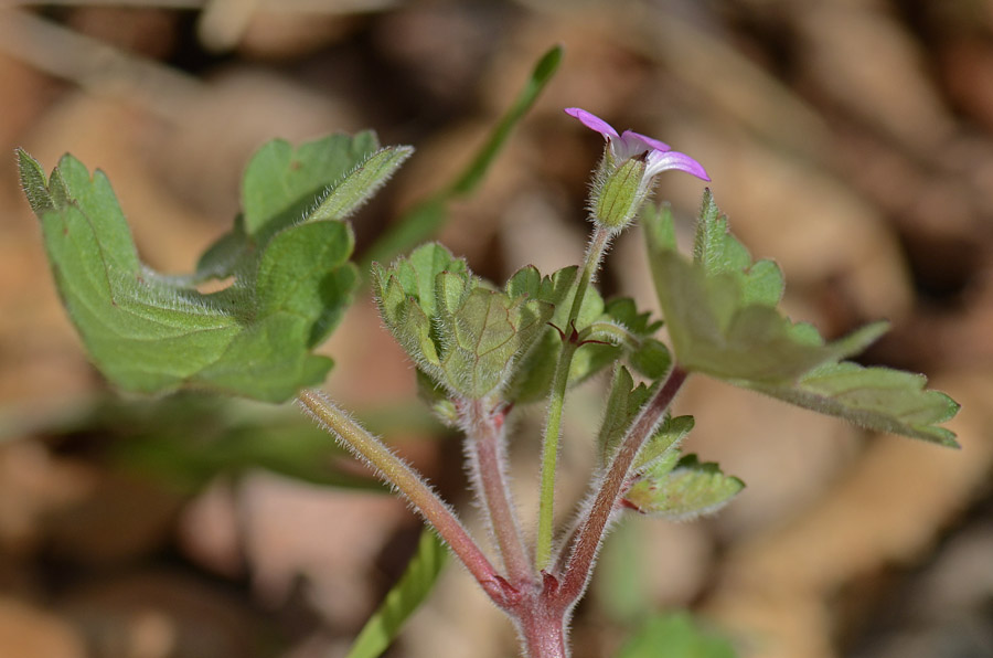 Geranium rotundifolium / Geranio malvaccino